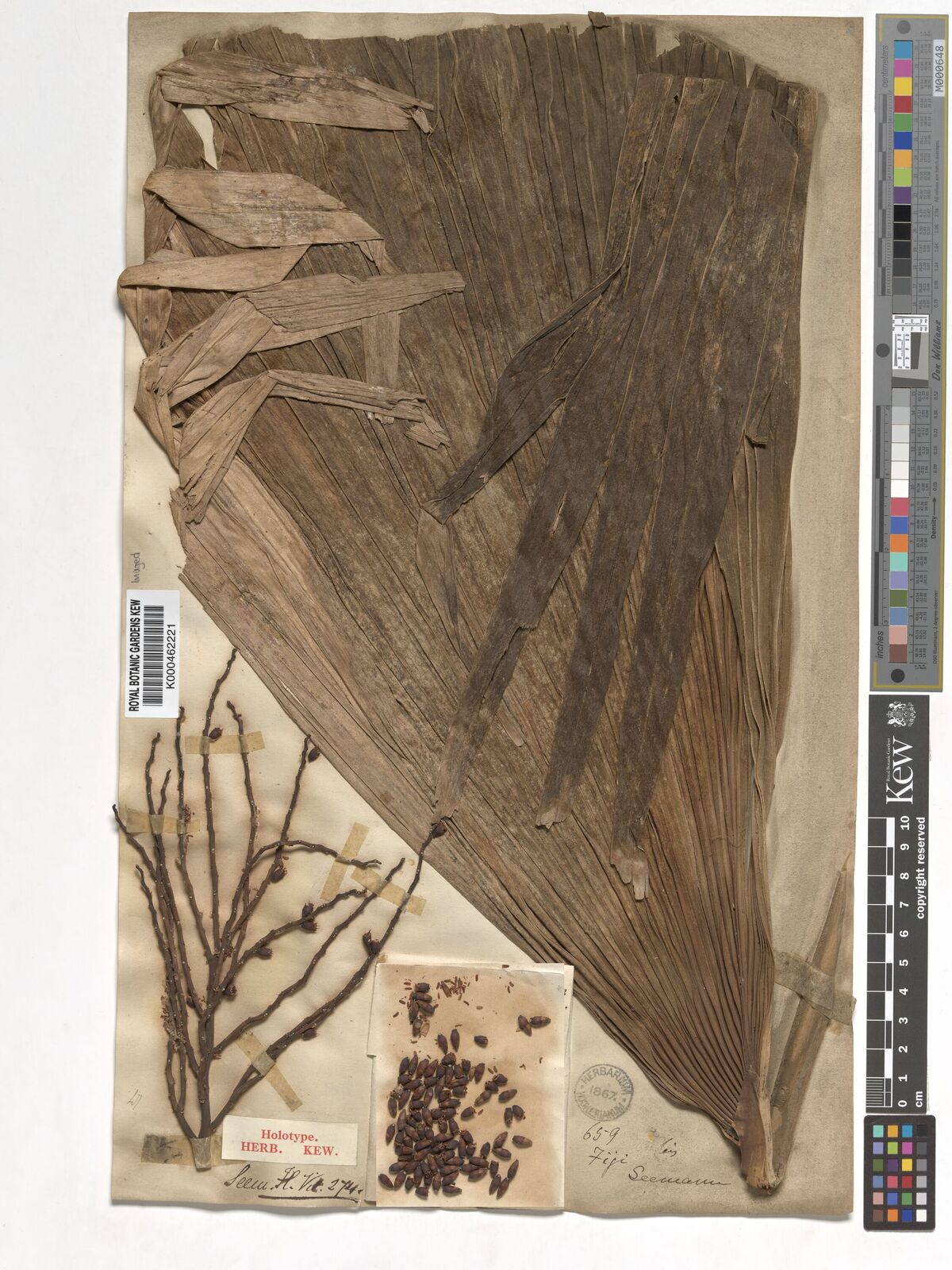 Kew Gardens K000462221:  Seemann, B.C. [659] Fiji