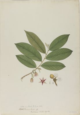 Fissistigma Bicolor (roxb.) Merr. 