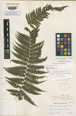 Kew Gardens K000200411:  Spruce, R. [4719] Peru