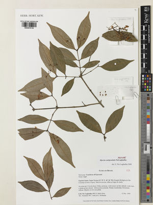Kew Gardens K000979138:  Nic Lughadha, E.; Mello-Silva, R.; Stannard, B.L.; Assis, M.C.; Kollmann, L. [195] Brazil