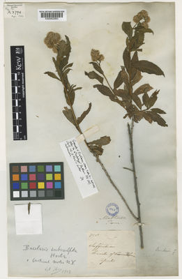 Kew Gardens K000802883:  Mathews, A. [758] Peru