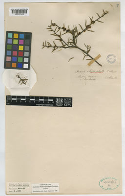 Kew Gardens K000791436:  Mueller, F. [s.n.] Australia