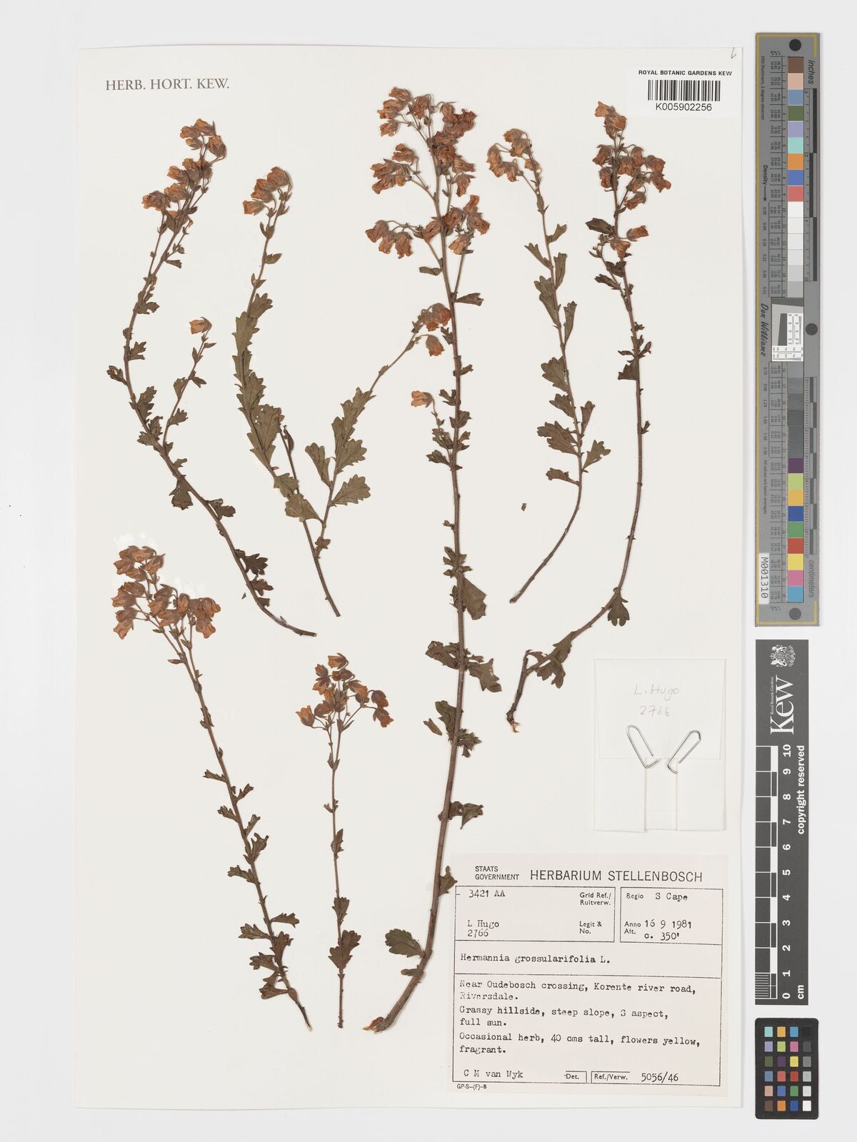 Hermannia grossularifolia