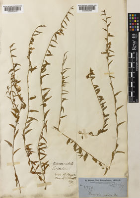 Kew Gardens K000852479:  Brown, R. [s.n.] Australia