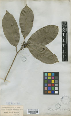 Kew Gardens K000485603:  [Martin] [s.n.] French Guiana