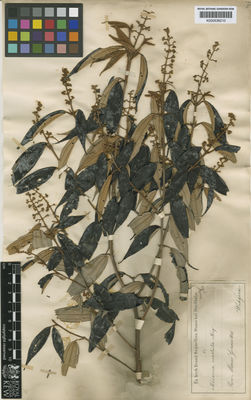 Kew Gardens K000536210:  Widgren [s.n.] Brazil