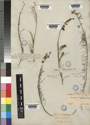 Kew Gardens K000413267:  Mundt; Maire [s.n.] South Africa