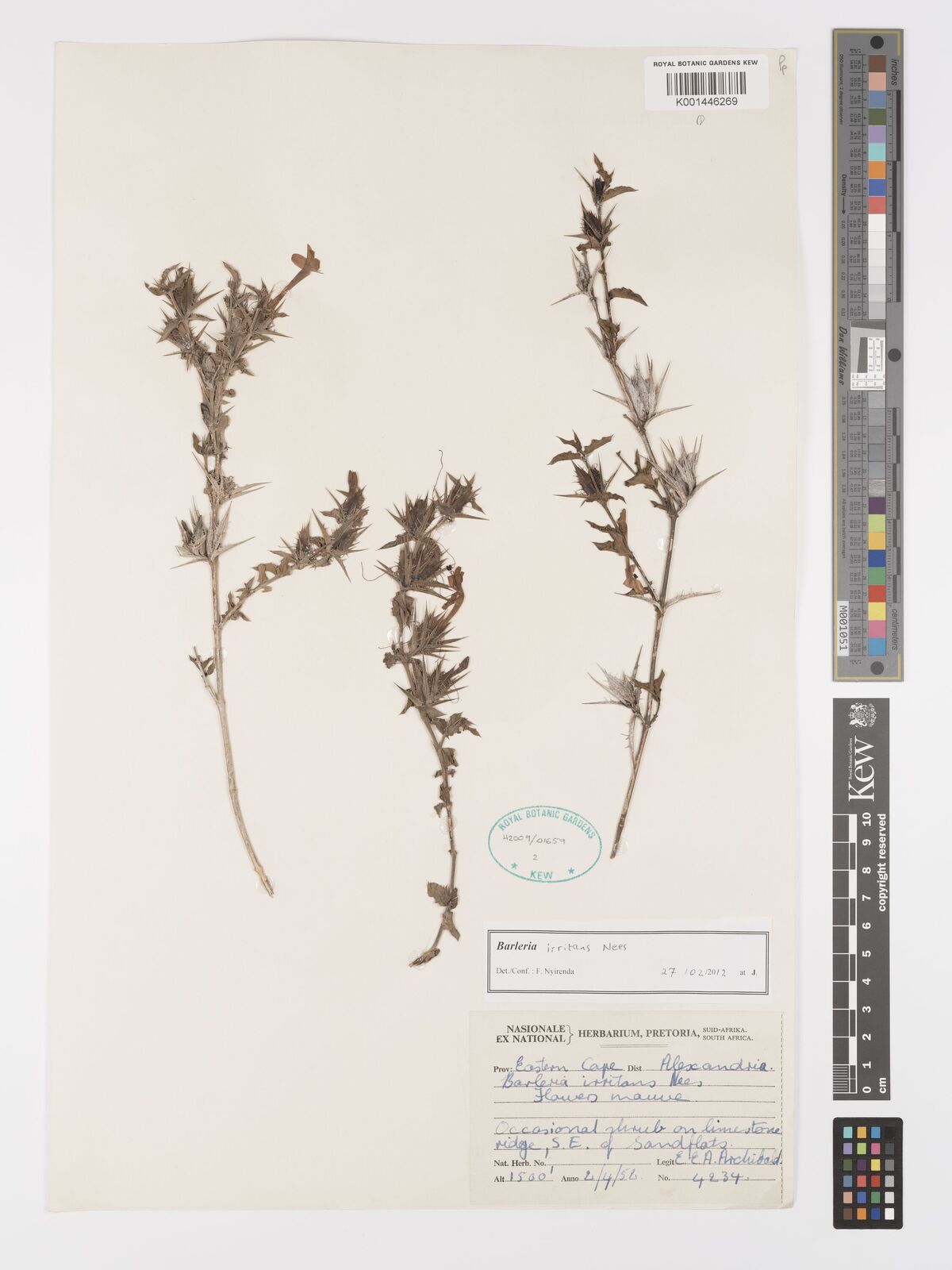 Barleria pungens