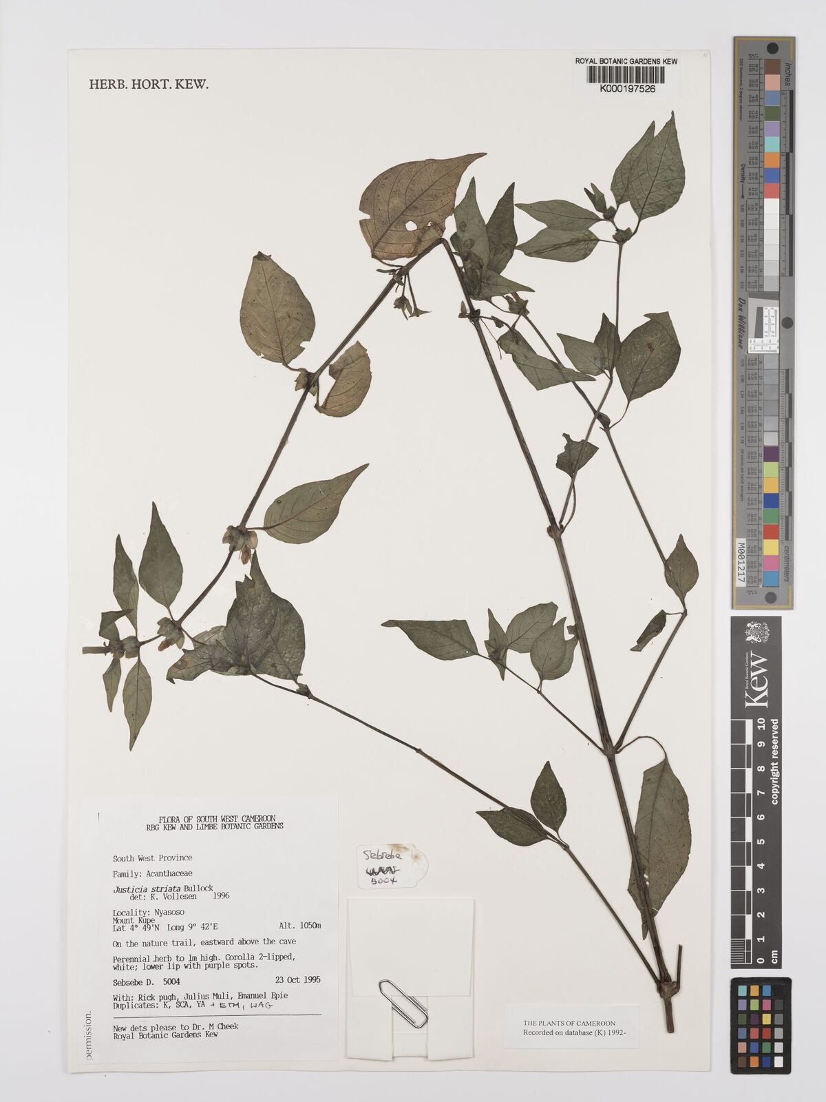 Justicia striata