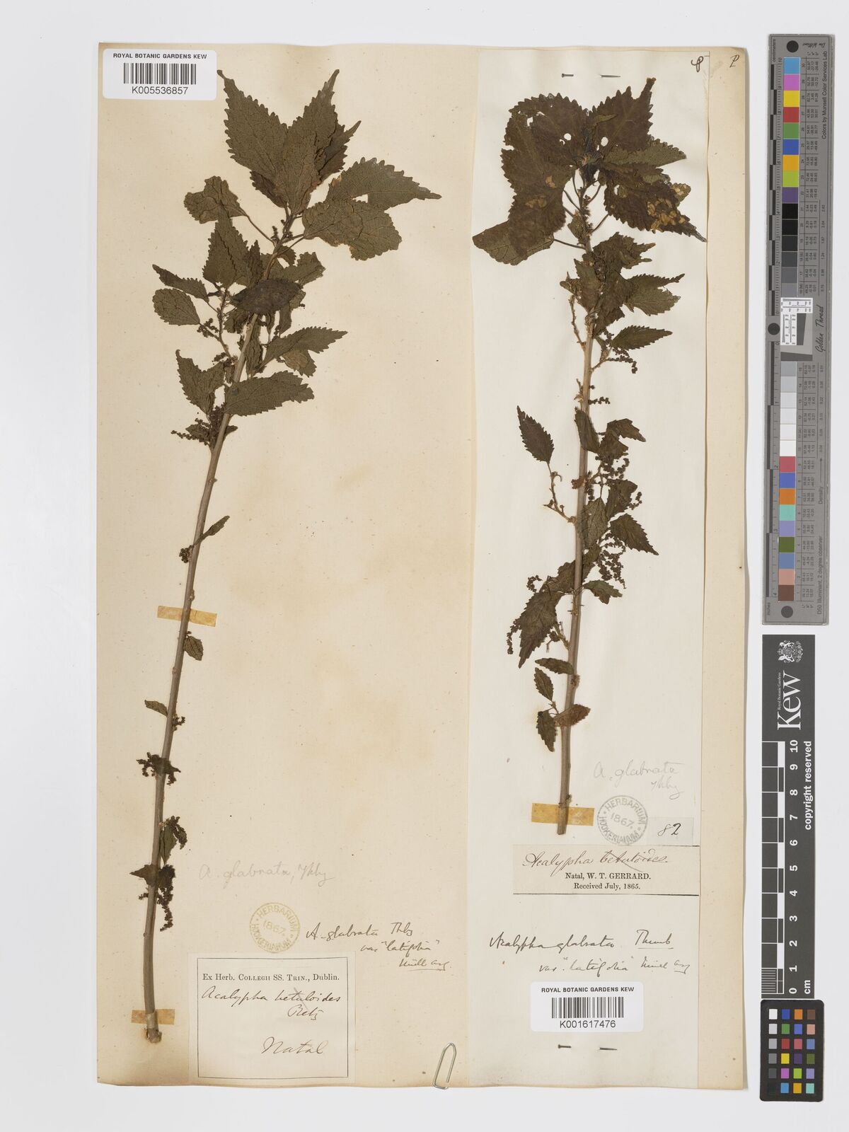 Acalypha glabrata