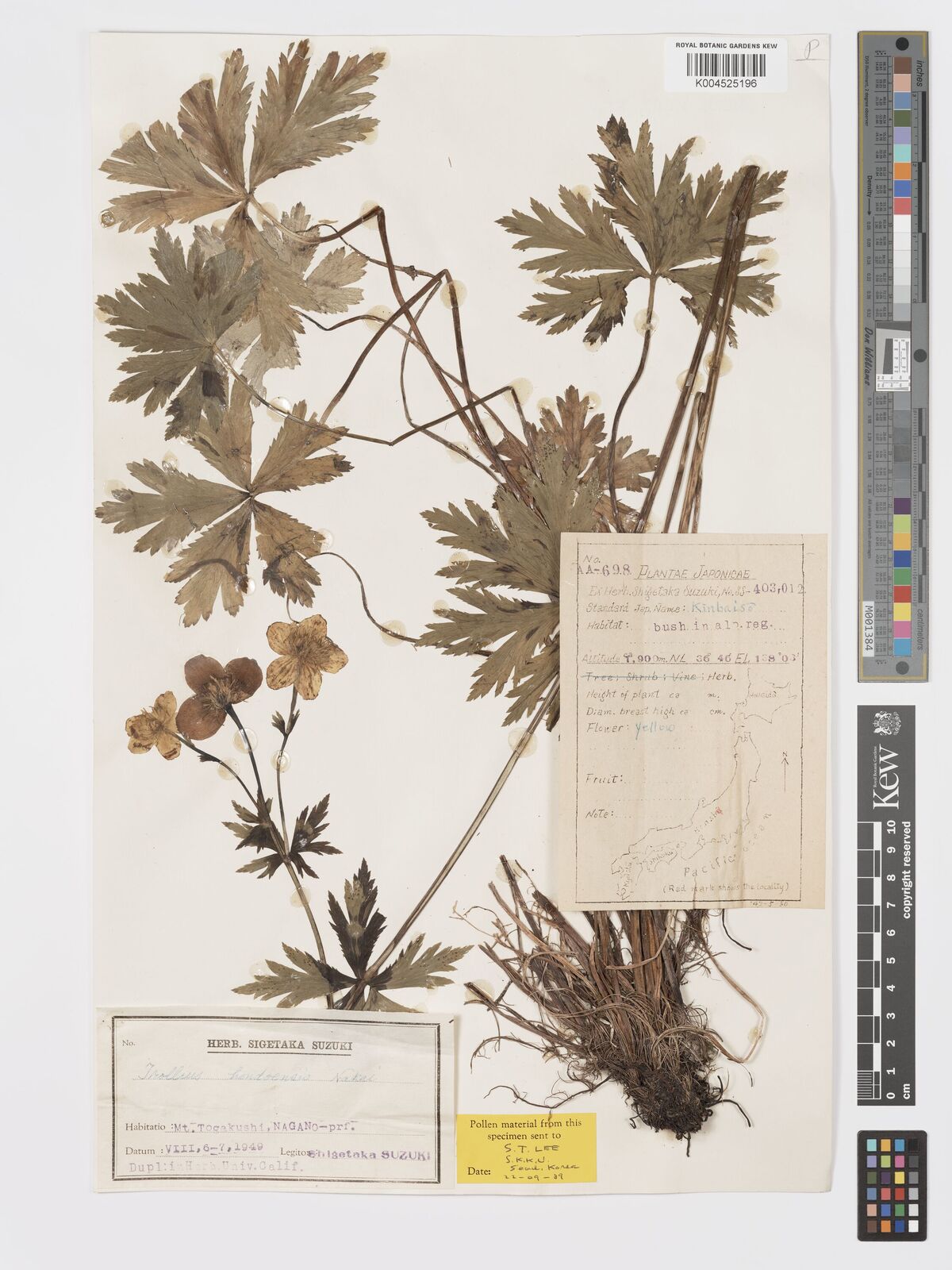 Trollius hondoensis
