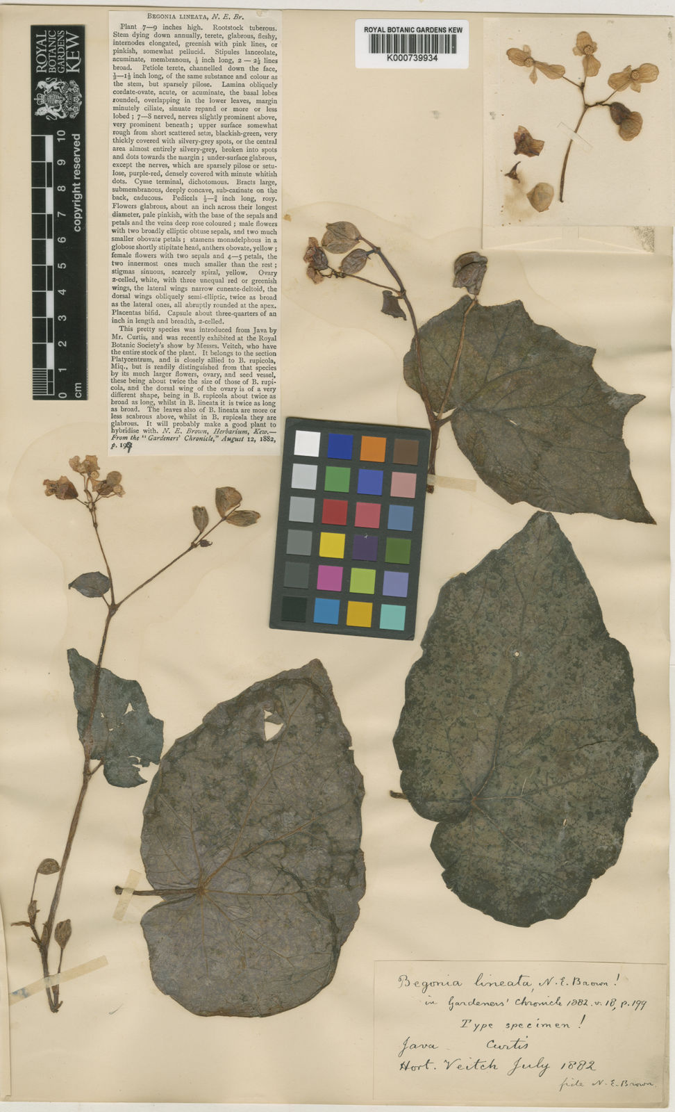 Begonia tenuifolia Dryand. | Plants of the World Online | Kew Science