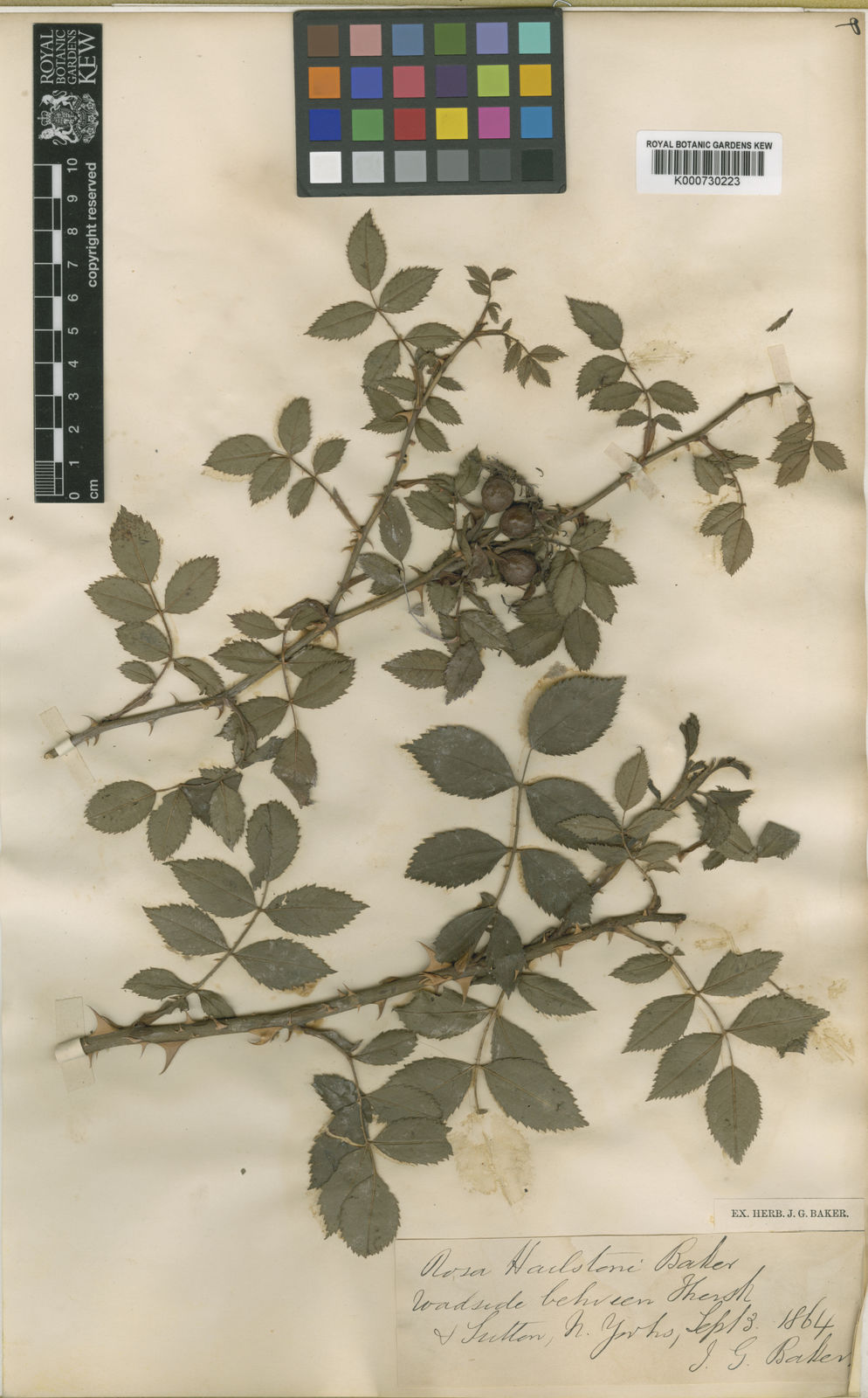 Rosa squarrosa (A.Rau) Boreau | Plants of the World Online | Kew Science