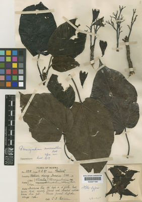 Kew Gardens K000671560:  Parkinson, C.E. [5218] Burma