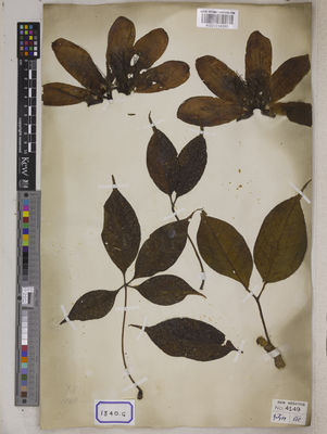 Kew Gardens K001114380:  s.coll. [Cat. no. 1840]