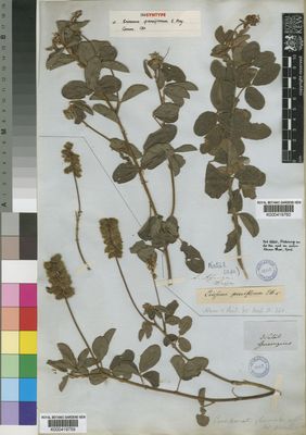 Kew Gardens K000419759:  Gueinzius [s.n.] South Africa