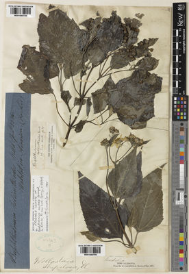 Kew Gardens K001065750:  Caldwell, E. [s.n.] New Caledonia