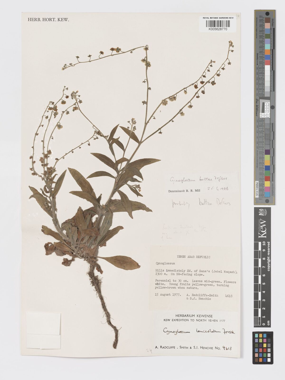 Cynoglossum bottae
