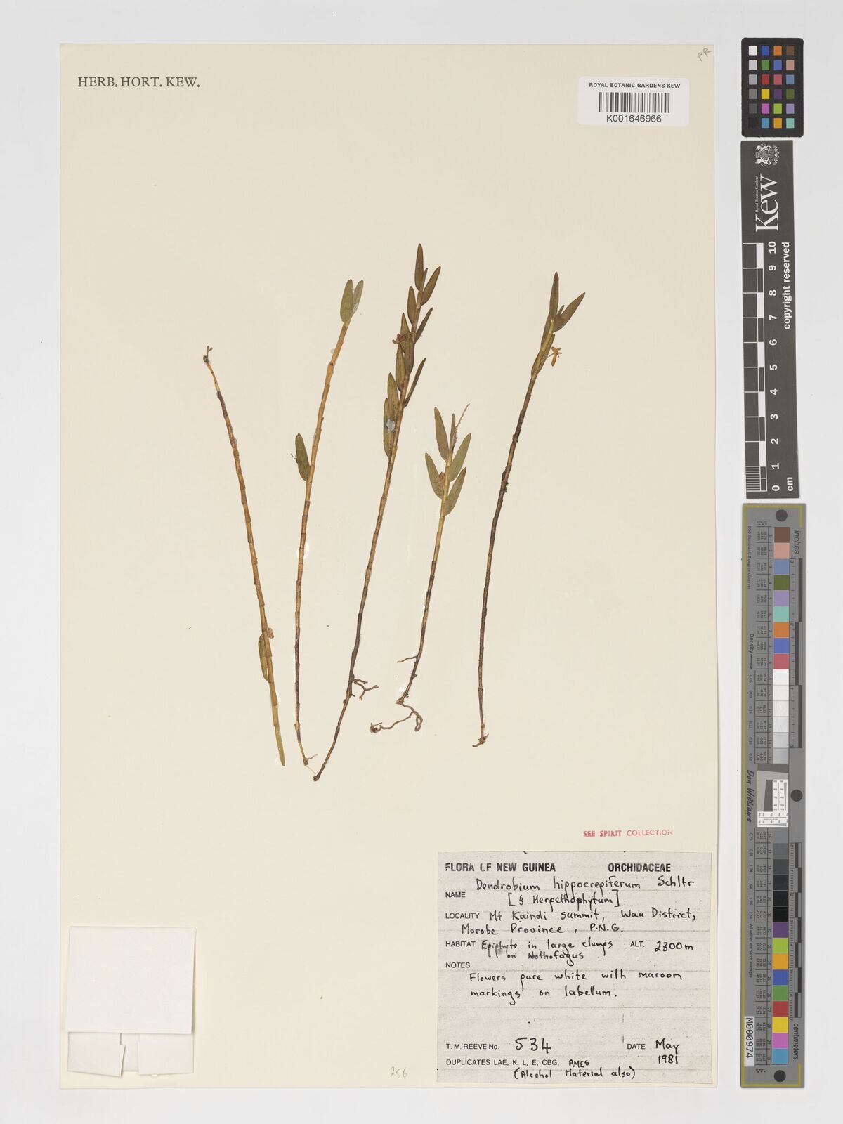 Dendrobium hippocrepiferum