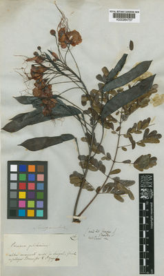 Kew Gardens K000264757:  s.coll. [46]