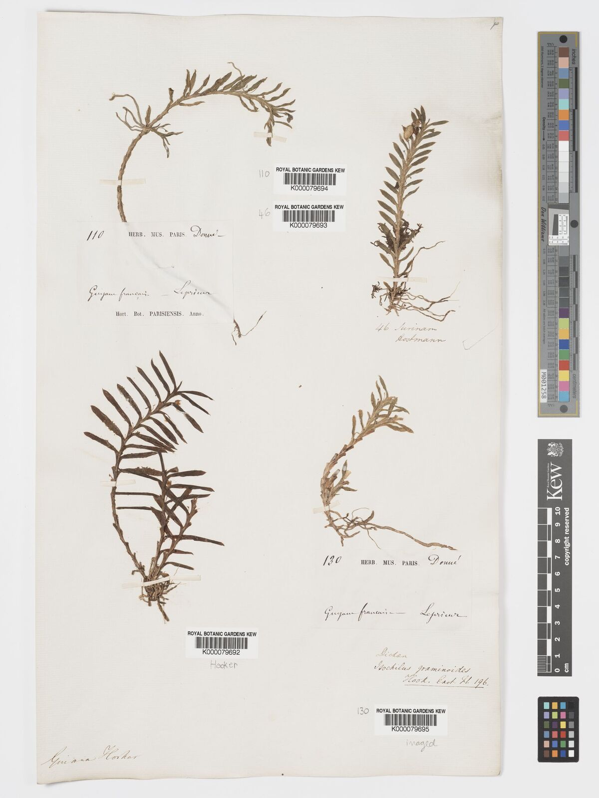 Kew Gardens K000079693:  Hostmann [46] Suriname