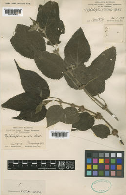 Kew Gardens K000741431:  Boden Kloss, C. [s.n.] New Guinea