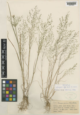 Kew Gardens K000789852:  Davis, P.H.; Dodds, L.G.; Cetik [19681] Turkey