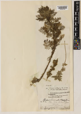 Kew Gardens K000891683:  s.coll. [s.n.] Italy