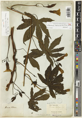 Kew Gardens K001081753:  s.coll. [s.n.] India