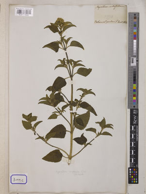 Kew Gardens K001118682:  s.coll. [Cat. no. 3177]