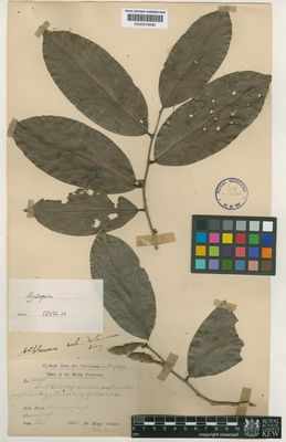 Kew Gardens K000574690:  King's collector [10868] Malaysia