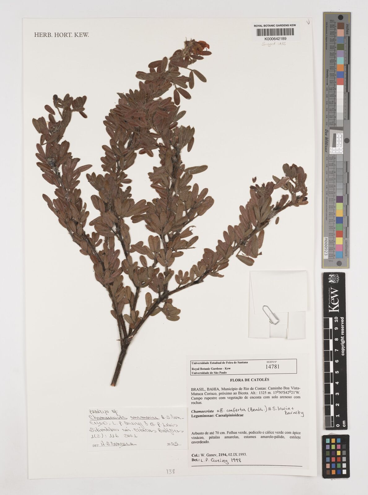 Kew Gardens K000642189:  Ganev, W. [2194] Brazil
