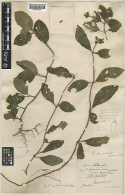 Kew Gardens K000858224:  Ridley, H.N. [s.n.] Malaysia