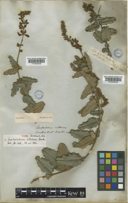 Kew Gardens K000848458:  Drummond, J. [s.n.] Australia