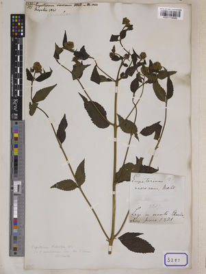 Kew Gardens K001118980:  Wallich, N. [Cat. no. 3287] Nepal