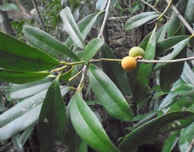 Diospyros ovalifolia Wight | Plants of the World Online | Kew Science