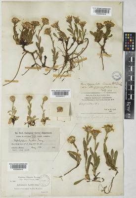 Kew Gardens K000890916:  Lyall, D. [s.n.] United States