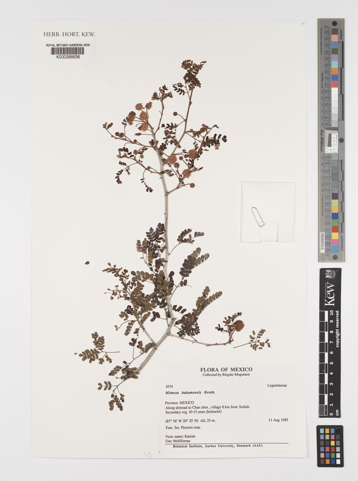 Mimosa bahamensis