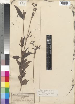 Kew Gardens K000412587:  Welwitsch, F.M.J. [5308] Angola