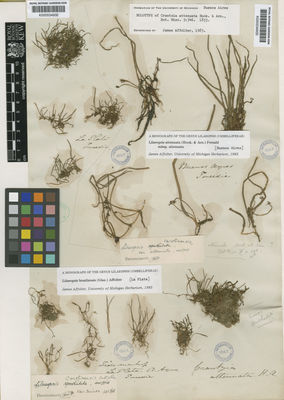 Kew Gardens K000534933:  Tweedie [s.n.] Argentina