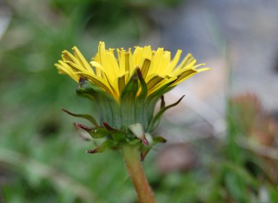 Taraxacum arenastrum A.J.Richards | Plants of the World Online | Kew ...