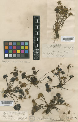 Kew Gardens K000686298:  s.coll. [s.n.] New Zealand