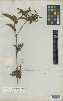 Kew Gardens K000529234:  [Moricand] [2575] Brazil