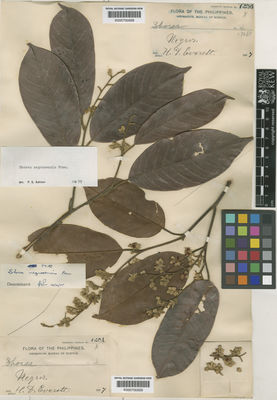 Kew Gardens K000700558:  Everett, H.D. [7253] Philippines