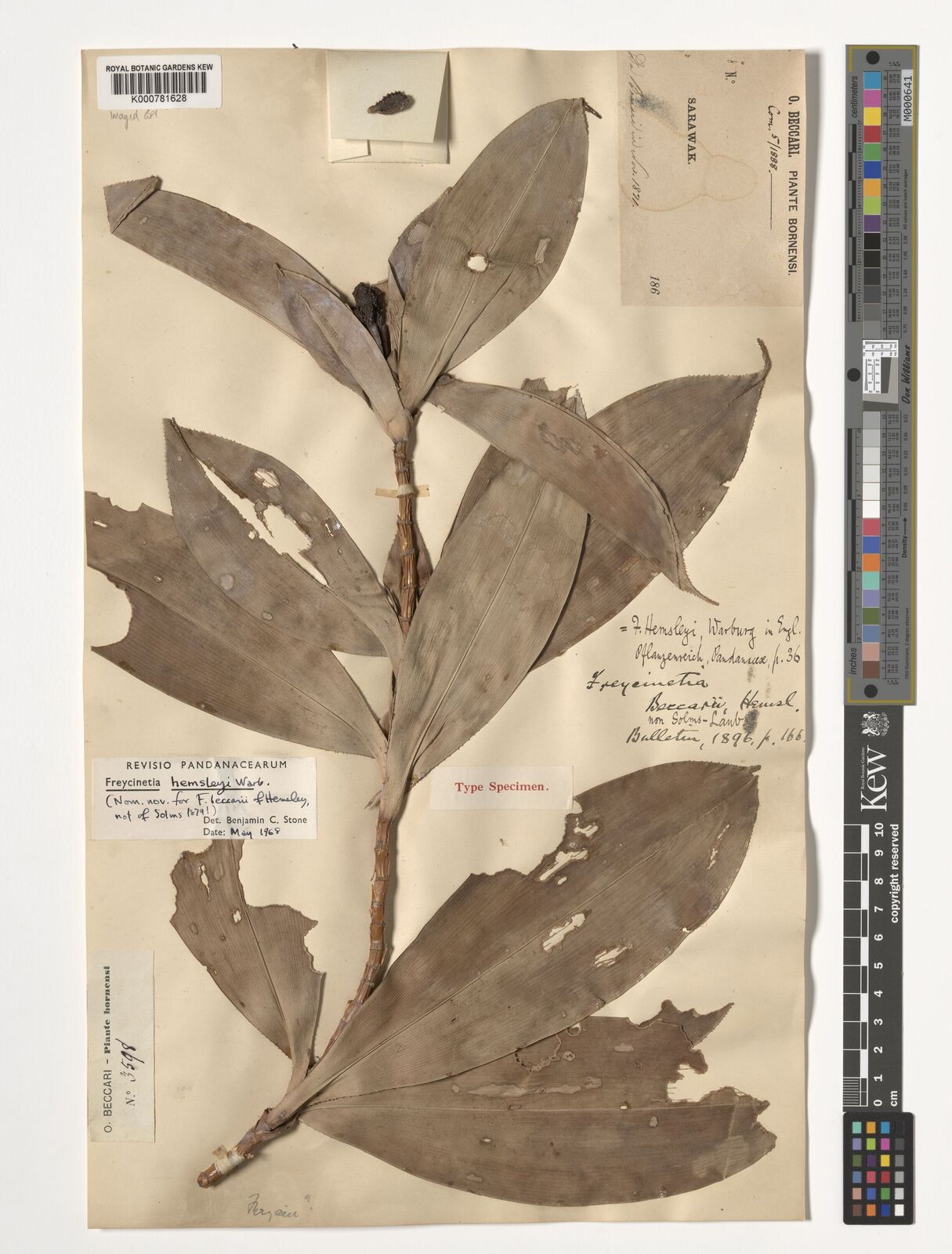 Freycinetia beccarii