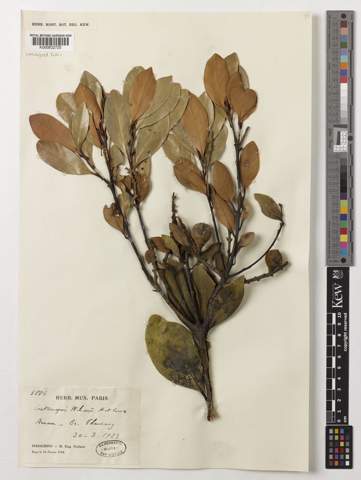 Kew Gardens K000832720:  Poilane, E. [5886] Vietnam