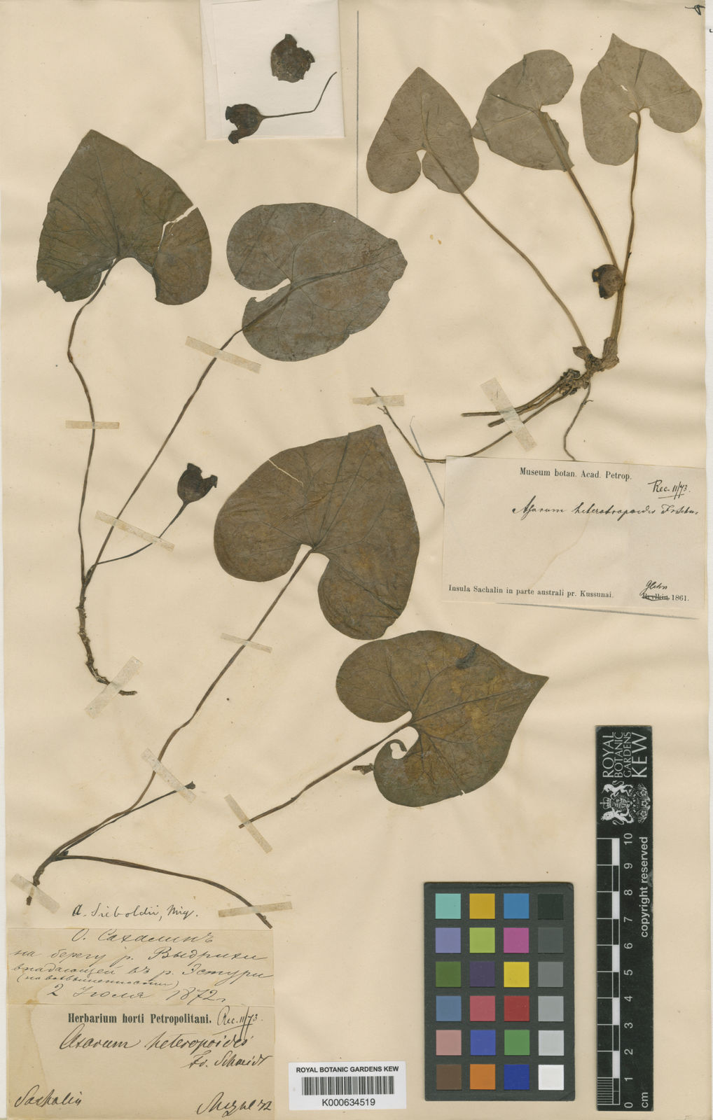 Asarum Sieboldii Miq. | Plants Of The World Online | Kew Science