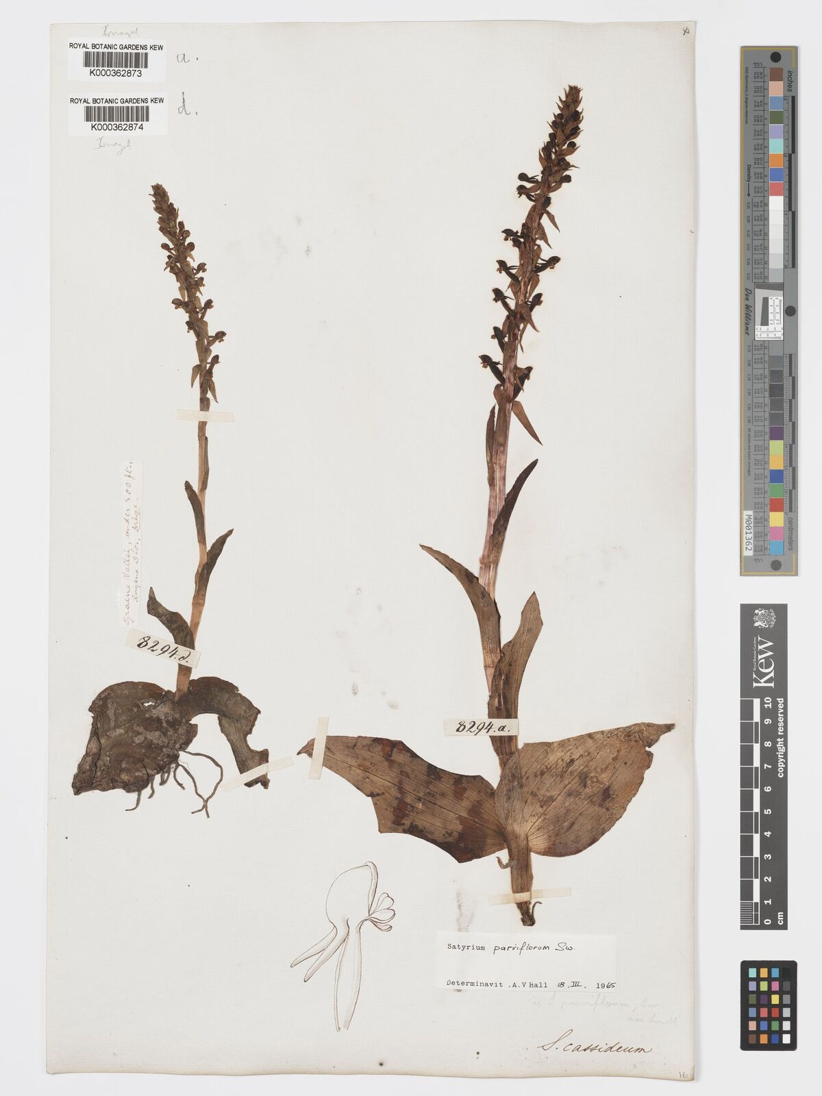 Kew Gardens K000362873:  Drege [8294d.] South Africa