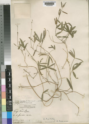 Kew Gardens K000262597:  Dollinger [s.n.] Cabo Verde