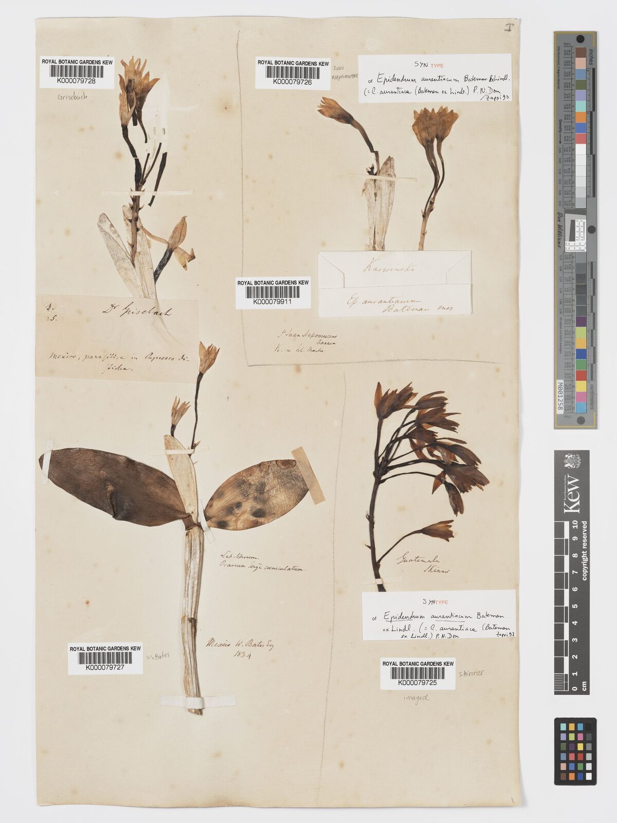 Kew Gardens K000079726:  s.coll. [s.n.] Mexico